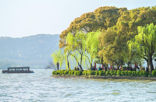 Orioles-Singing-in-the-Willows2 Orioles-Singing-in-the-Willows2