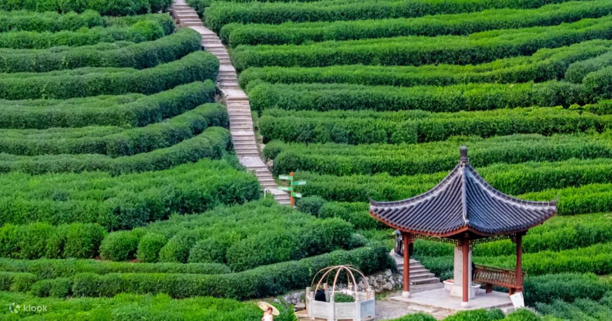 Stroll-Through-Scenic-Tea-Plantations2 Stroll-Through-Scenic-Tea-Plantations2