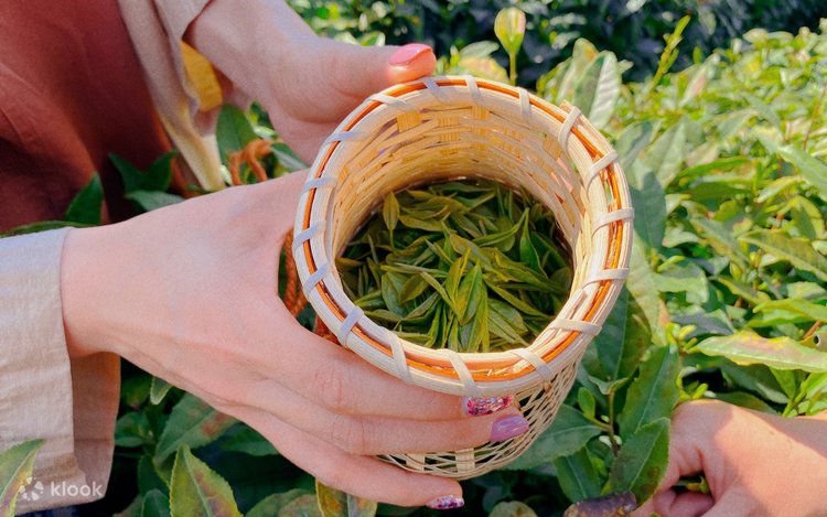 Tea-Picking-Experience2 Tea-Picking-Experience2