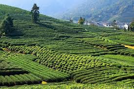 Tea-Village3 Tea-Village3