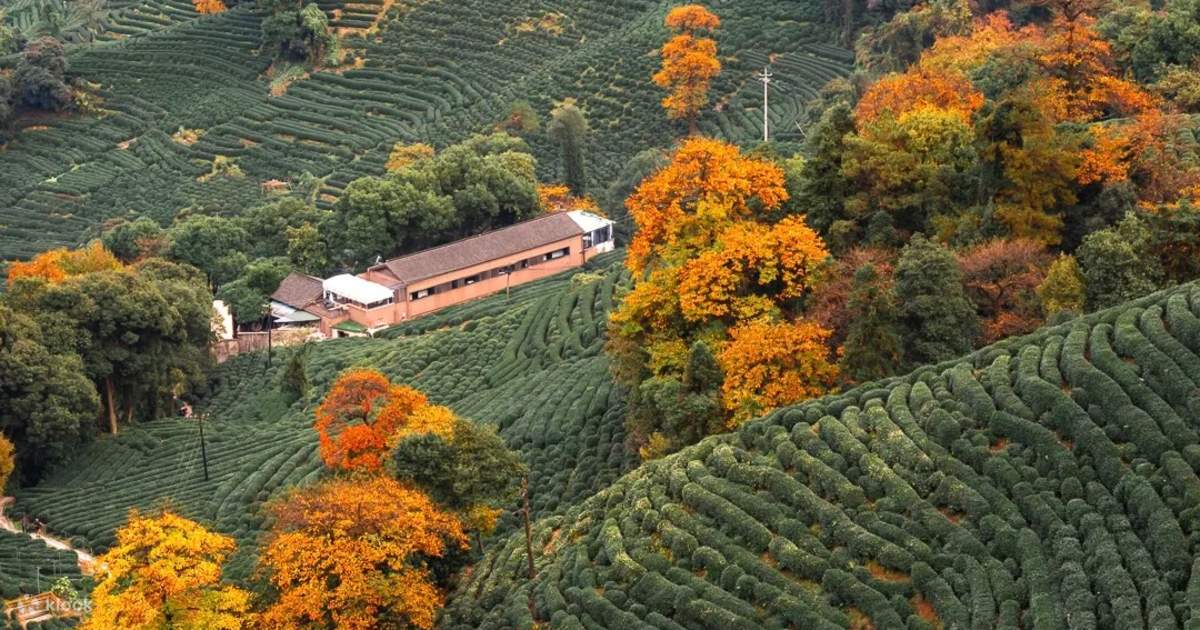 Tea-Village6 Tea-Village6