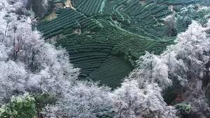 Tea-Village9 Tea-Village9