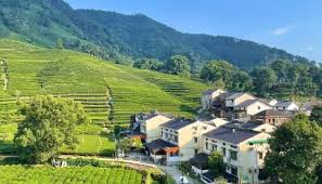 Visit-Local-Tea-Farms-and-Workshops Visit-Local-Tea-Farms-and-Workshops