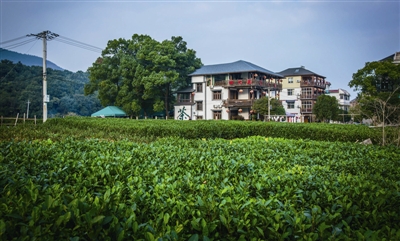 Visit-Local-Tea-Farms-and-Workshops2 Visit-Local-Tea-Farms-and-Workshops2